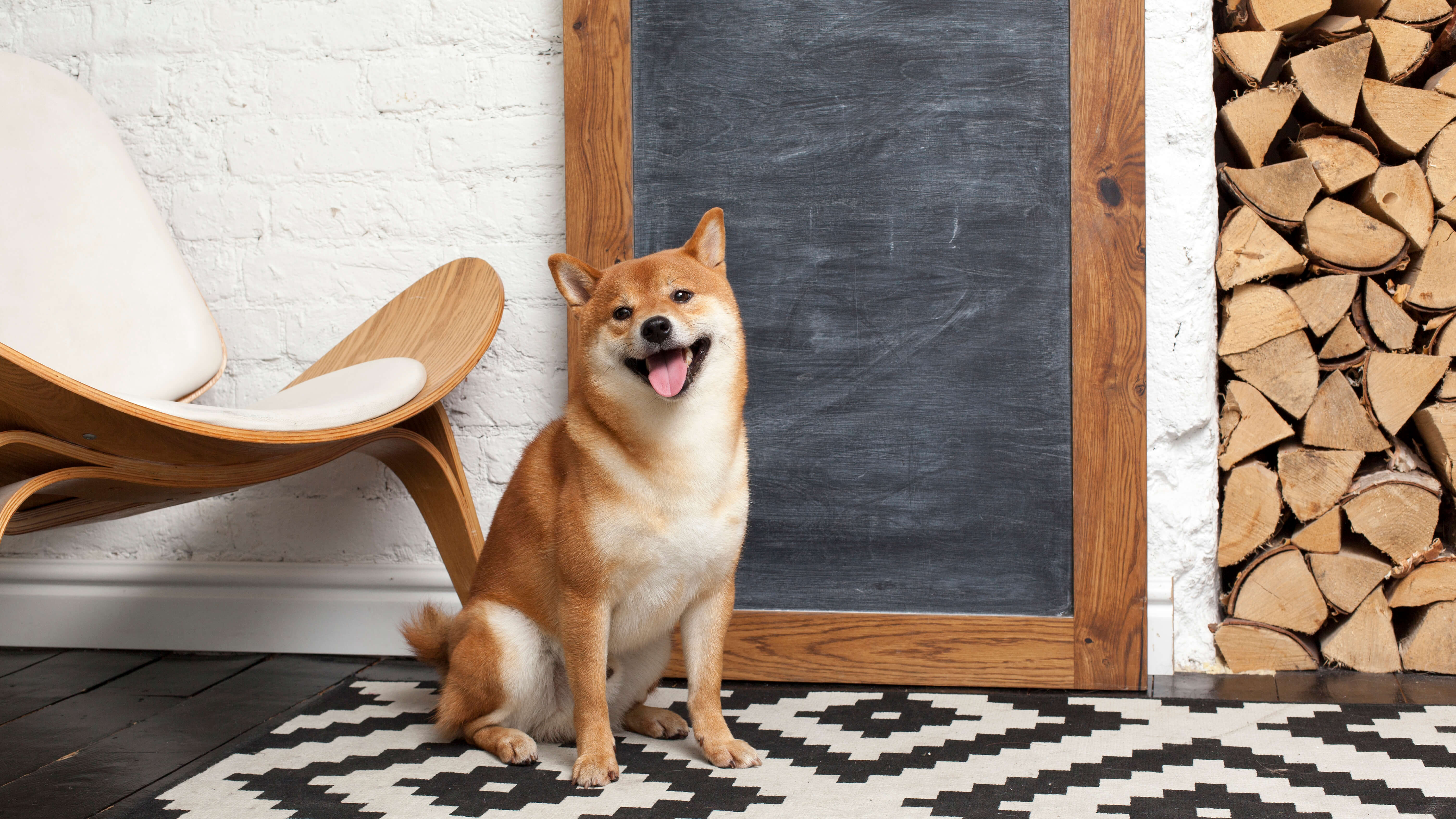 Shiba store inu purina